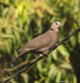 /album/photogallery/red-eyed-dove-lamin-gambia-jpg/